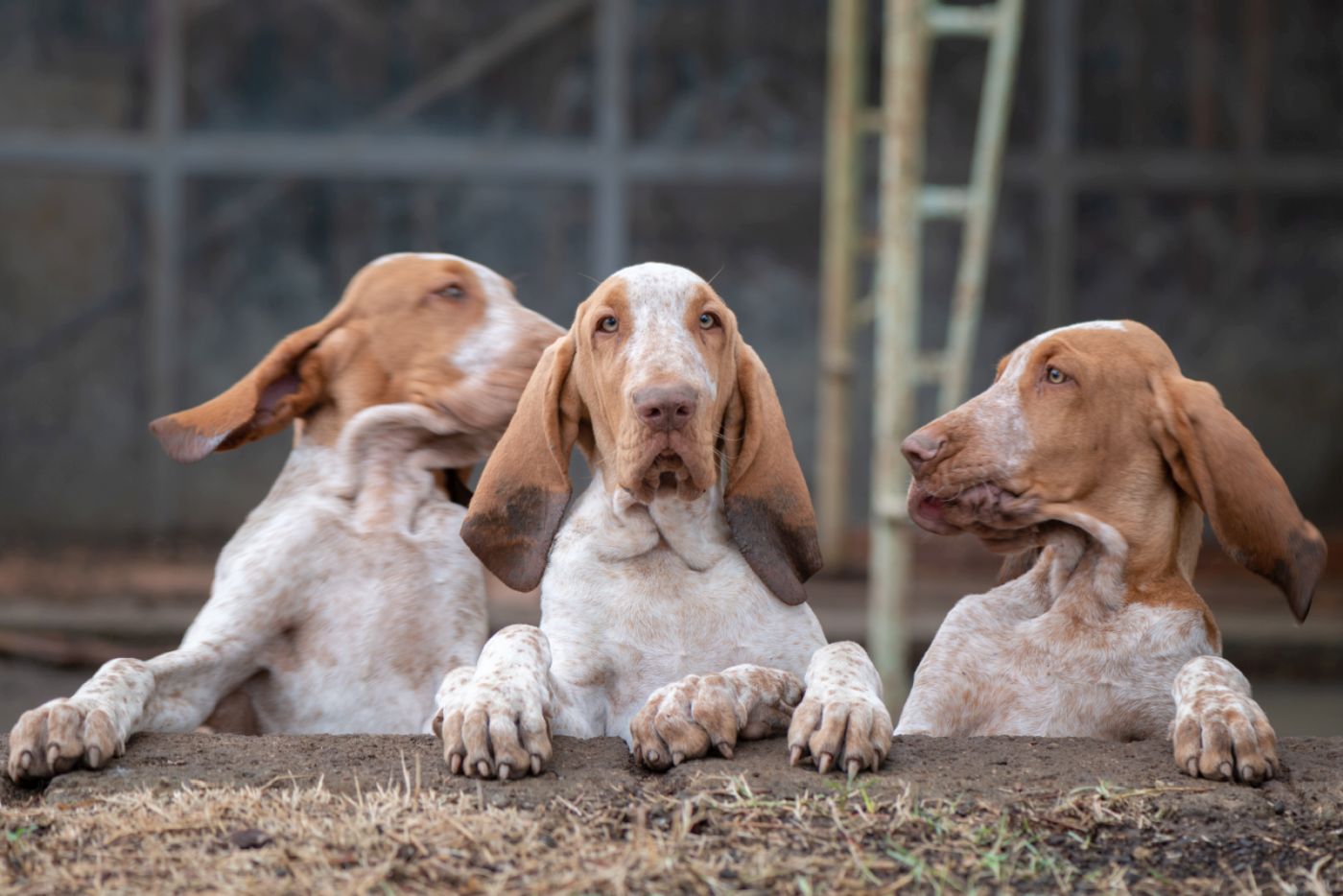 braco italiano_2 três cães braco italiano