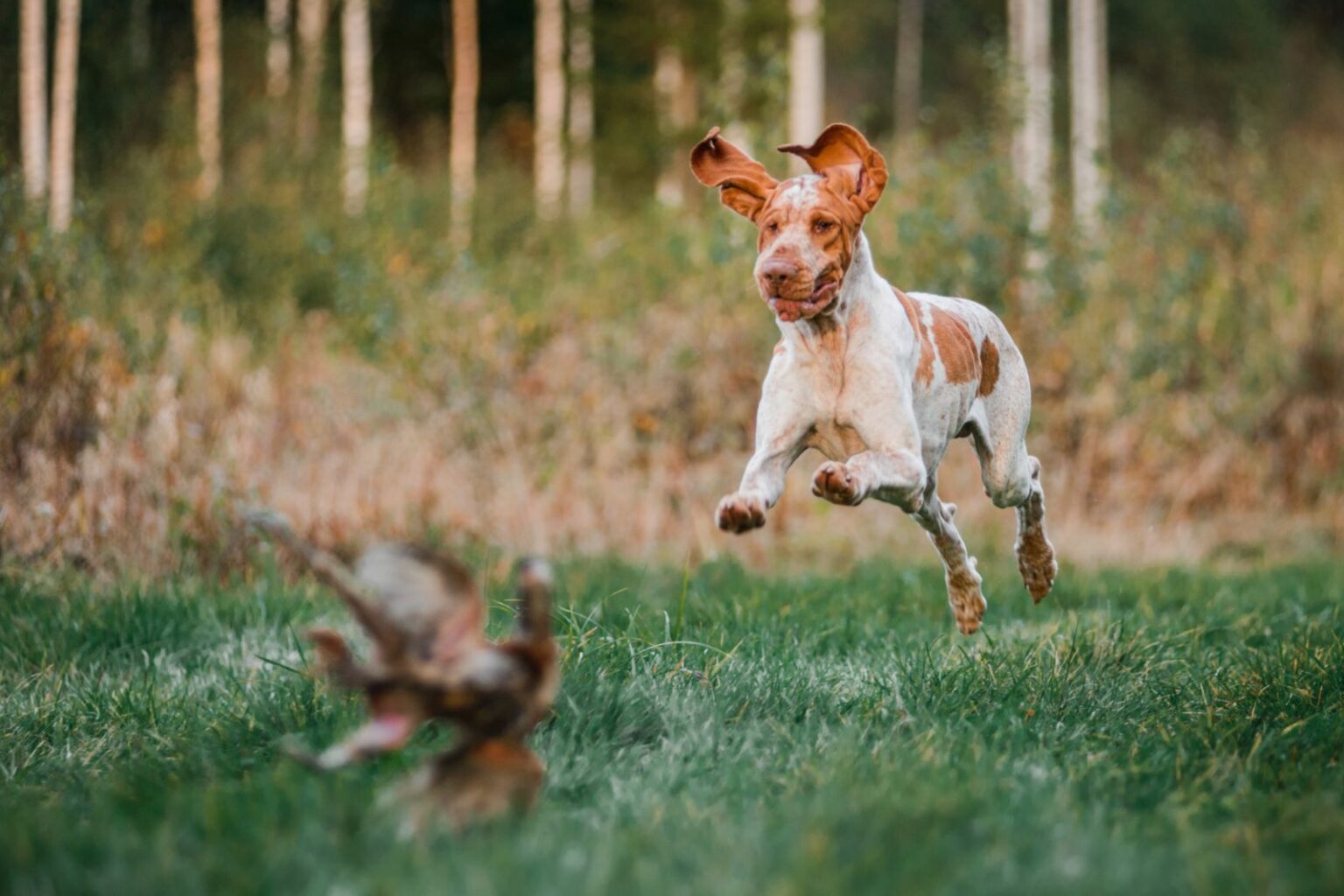 braco italiano_3