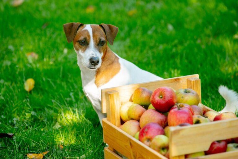 cão na relva ao lado de uma caixa de maçãs