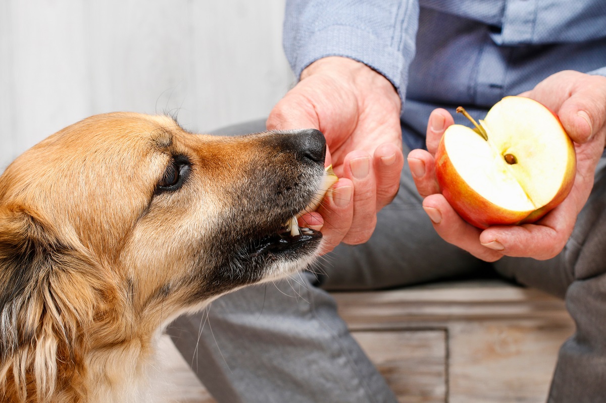 cães podem comer maçãs_2 homem dá pedaço de maçã a um cão