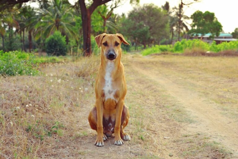 carolina dog sentado no meio do campo