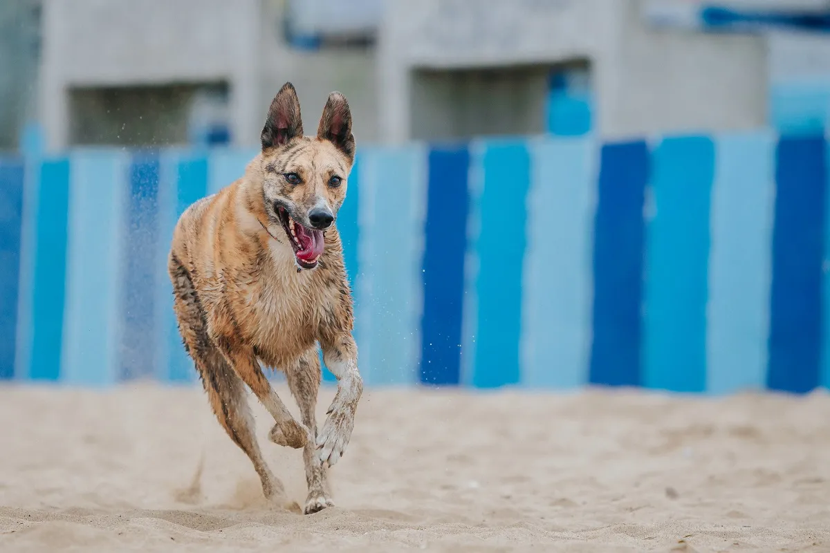 carolina dog_2
