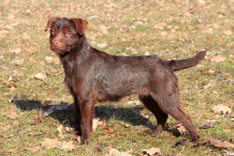 patterdale terrier_1 patterdale terrier castanho numa paisagem outonal