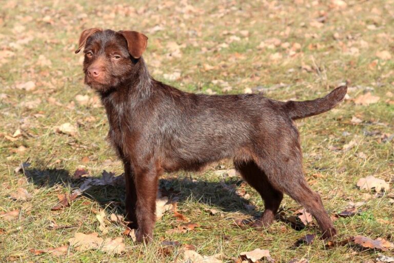 patterdale terrier castanho numa paisagem outonal