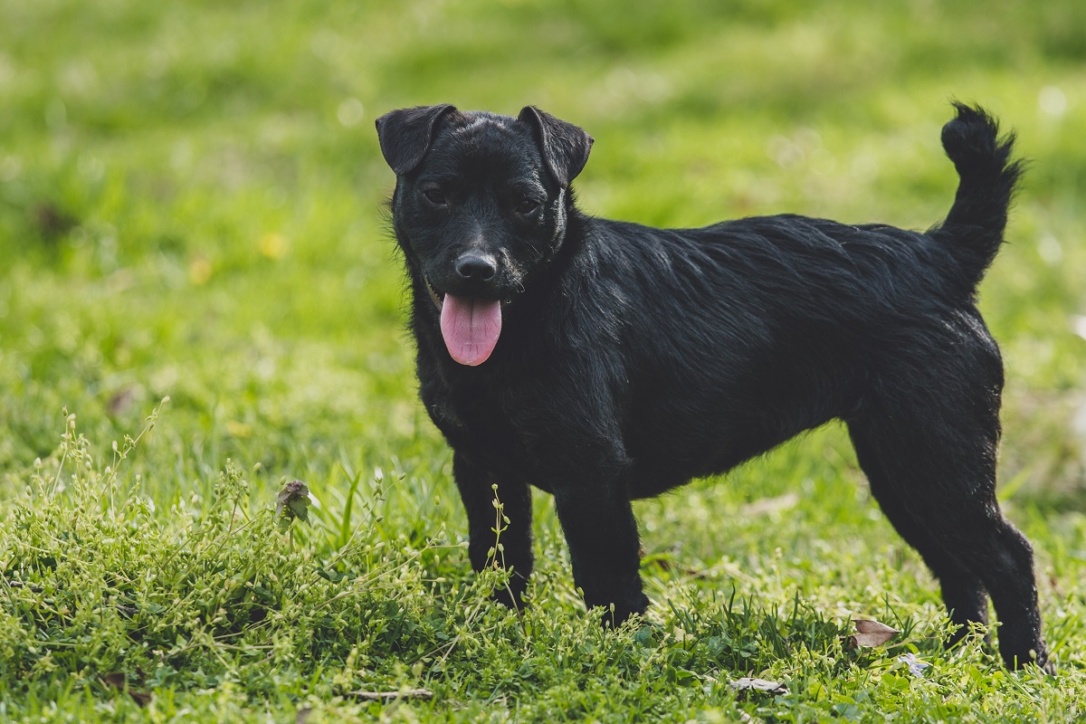patterdale terrier_2 patterdale terrier preto no campo