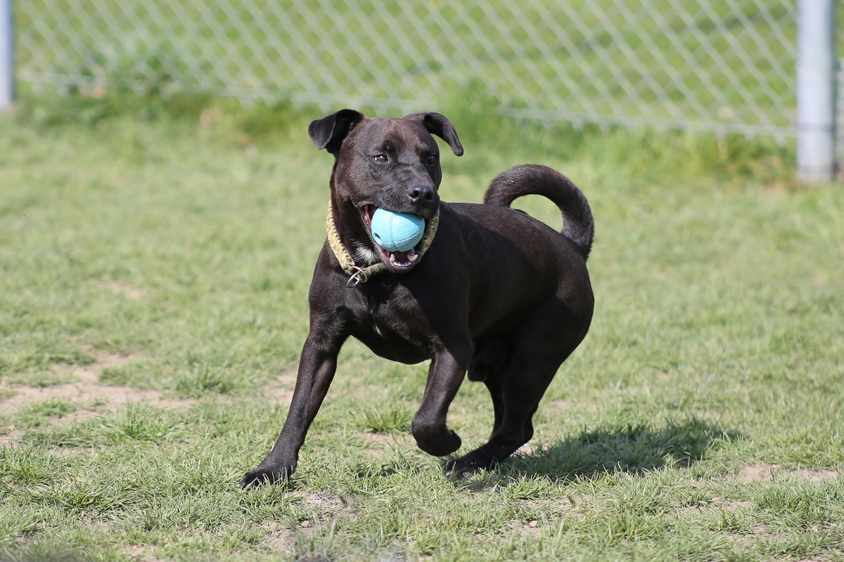 patterdale terrier_3
