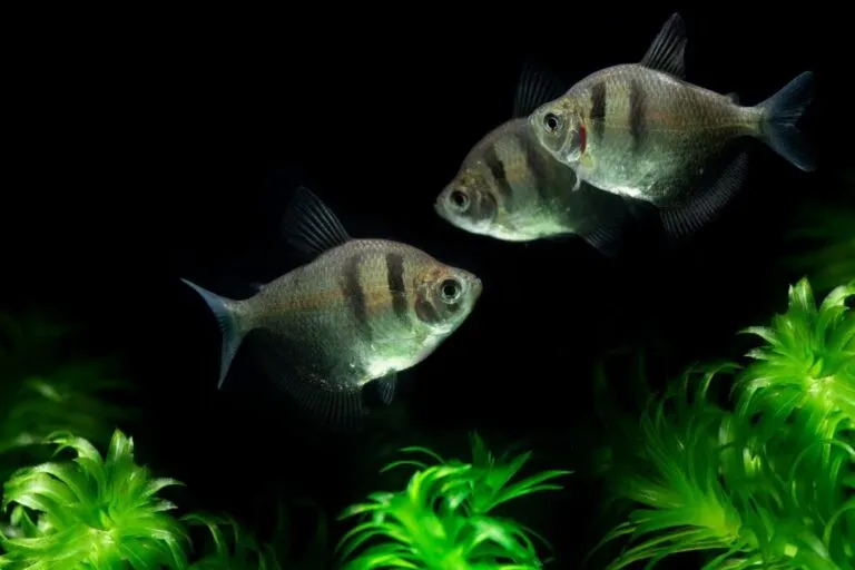 tetra negro_1 peixes tetra negro a nadarem em aquário