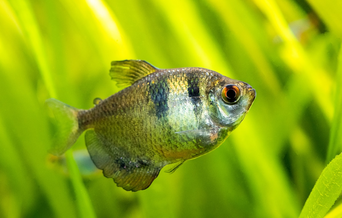 tetra negro a nadar em aquário