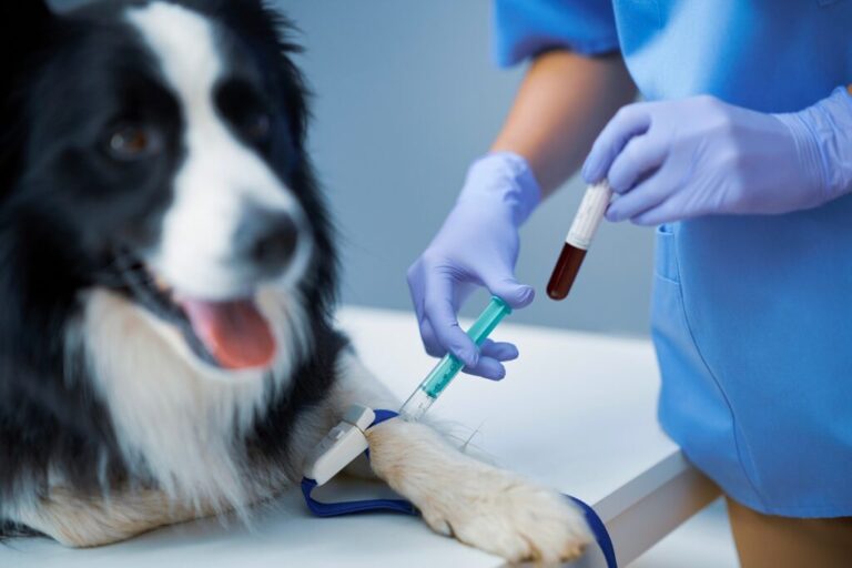 veterinária a tirar sangue a cão, na pata dianteira
