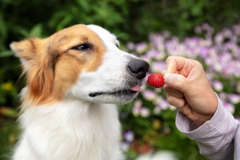 dona a dar um morango a um cão