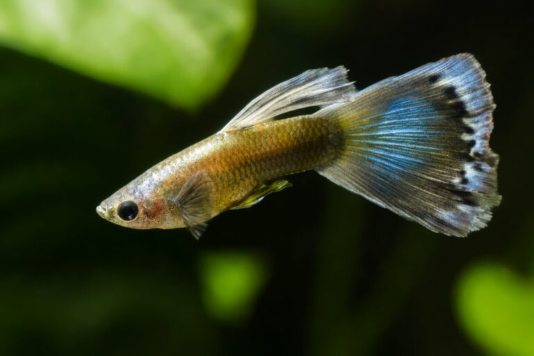 close up de peixe guppy em aquário