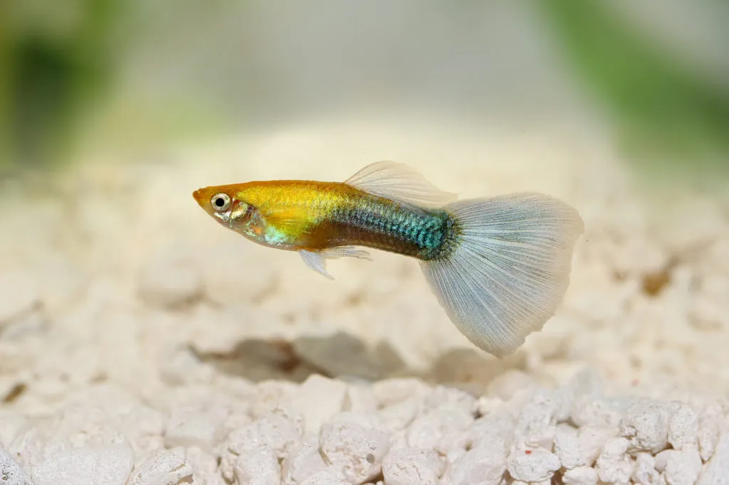guppy_2