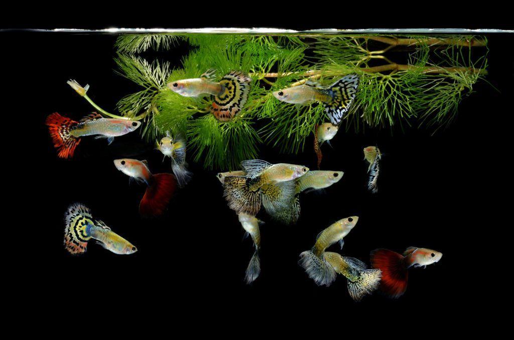vários peixes guppy de variedades diferentes em aquário com planta