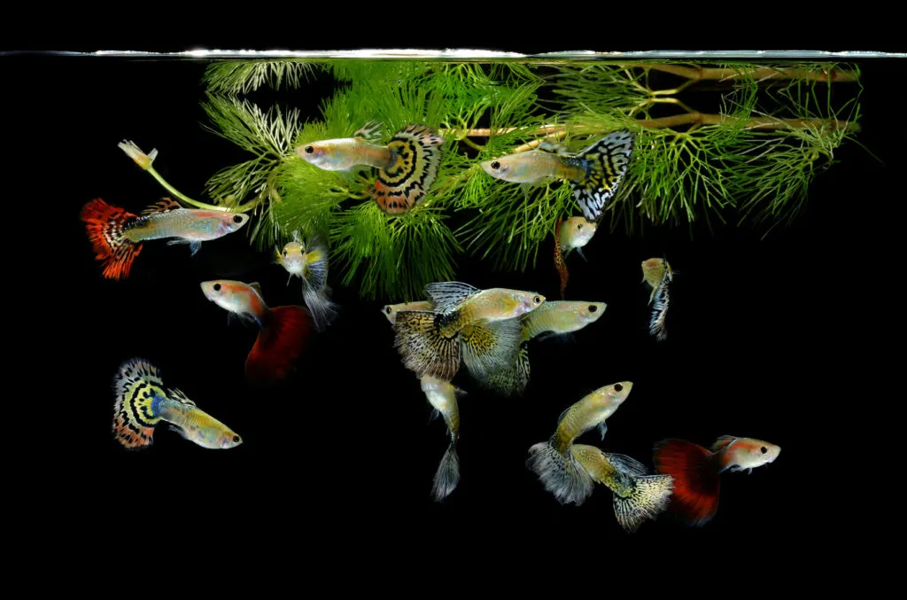 guppy_3 vários peixes guppy de variedades diferentes em aquário com planta