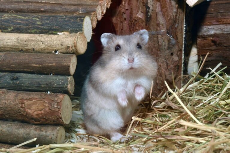 hamster roborovski à porta do seu esconderijo