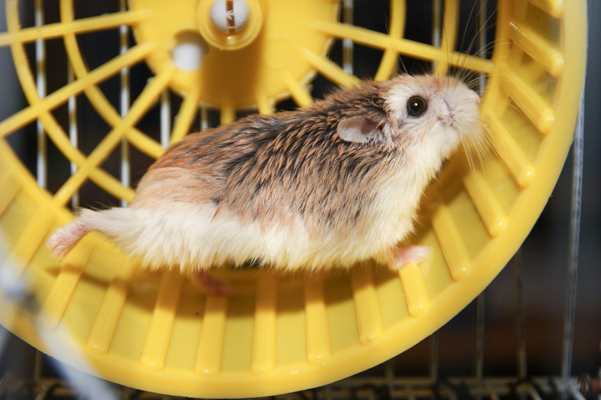 hamster roborovski a andar numa roda amarela