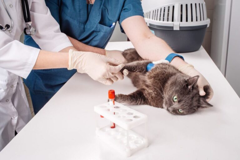 veterinário a tirar sangue a gato