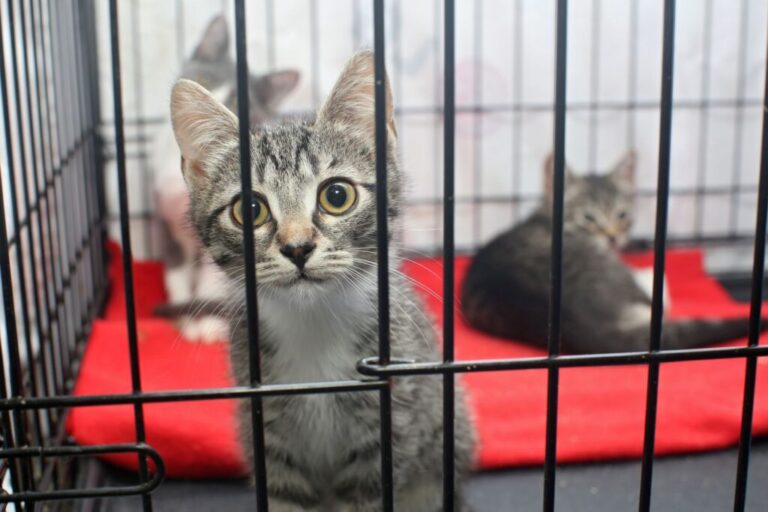 três gatinhos dentro de uma gaiola