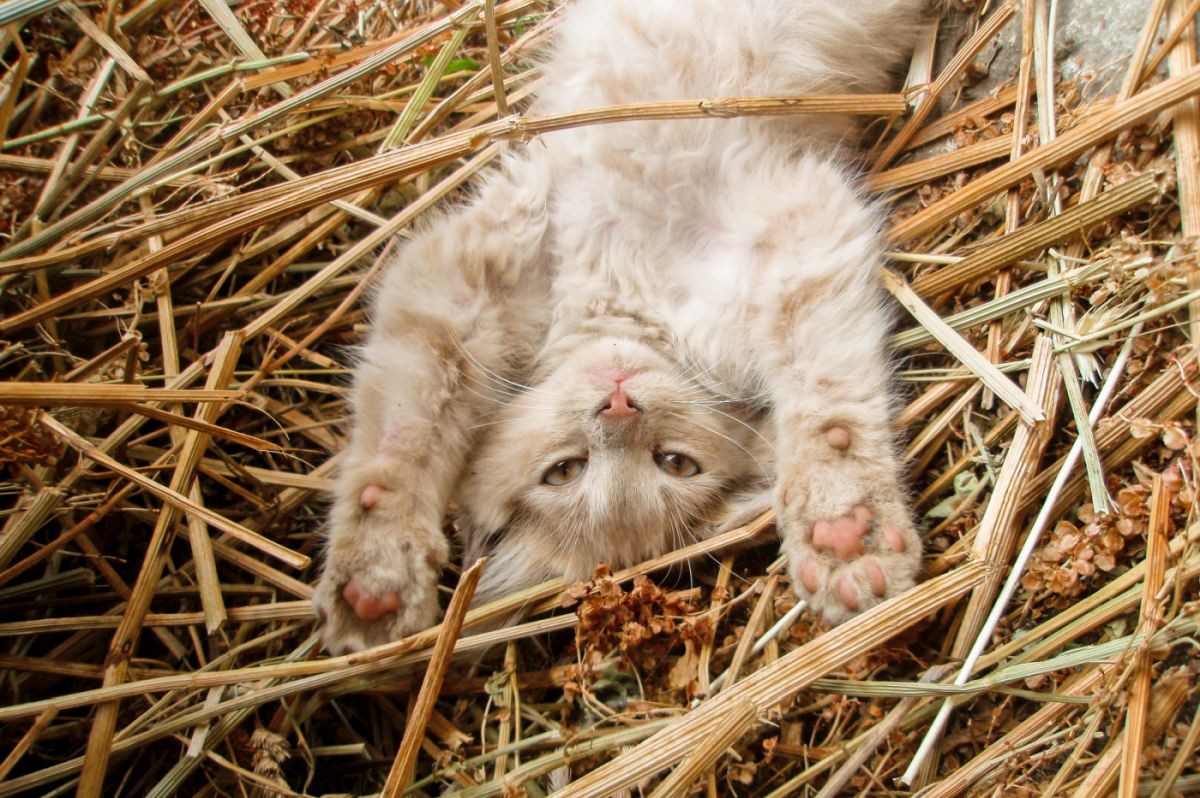 onde comprar um gato_2 gatinho deitado de costas na palha, com as patas da frente esticadas
