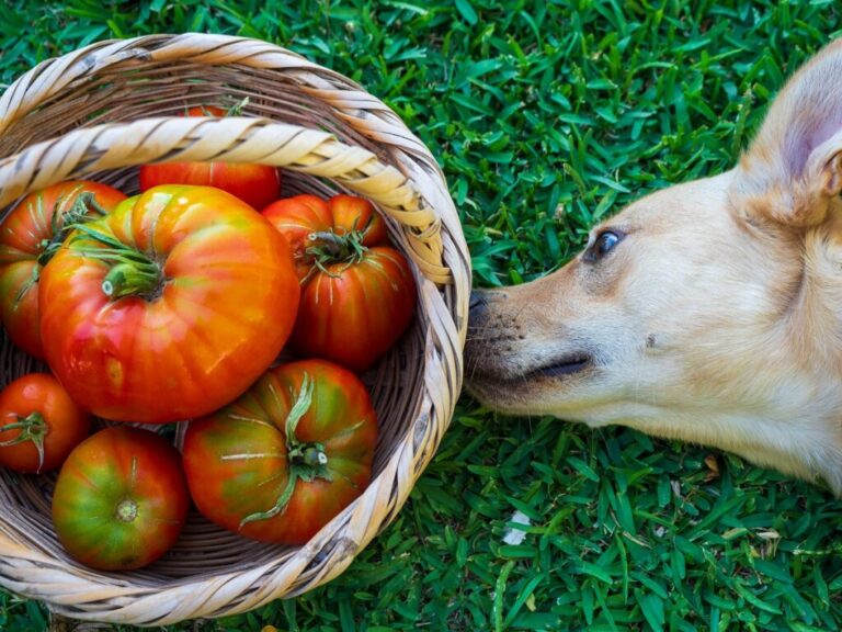 cão com focinho encostado a cesta com tomates