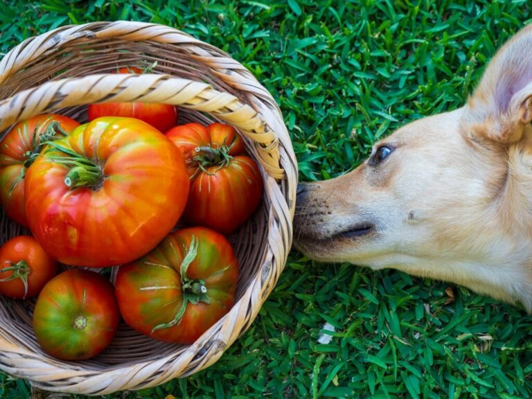 cães podem comer tomate_1 cão com focinho encostado a cesta com tomates