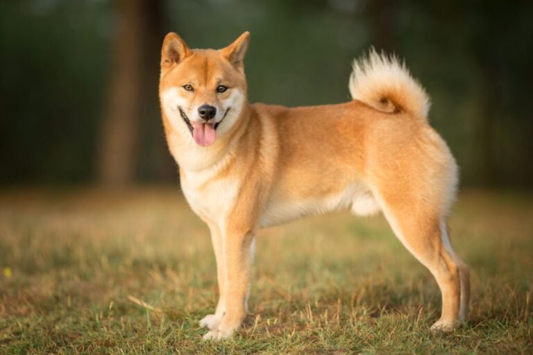 cão shiba inu com a língua de fora no campo