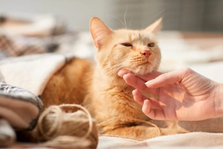 gato a ser acariciado no queixo