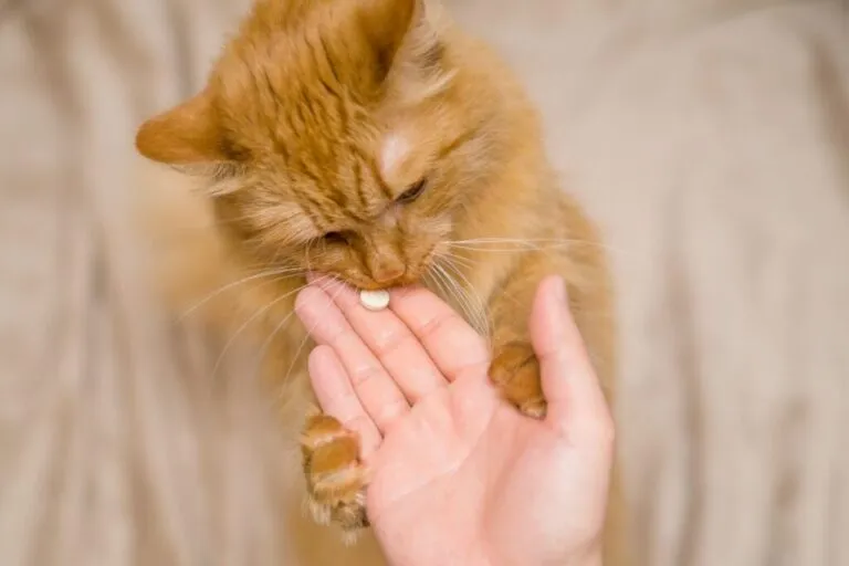 analgésicos para gatos_1 dono a dar comprimido à boca de um gato