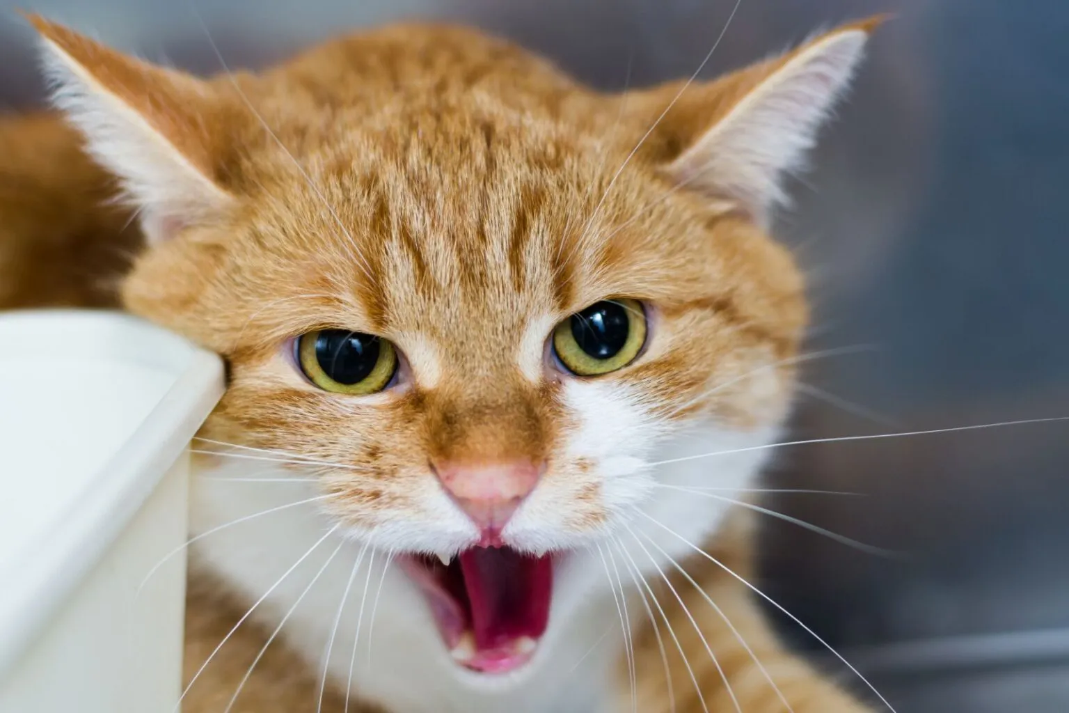 analgésicos para gatos_2 gato com expressão agressiva