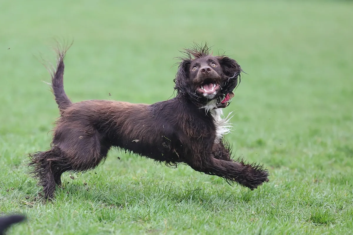 boykin spaniel a correr na relva
