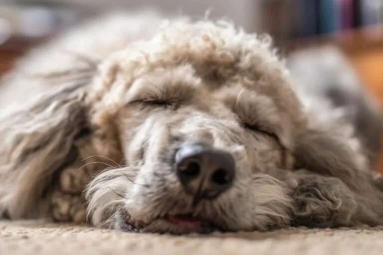 o meu cão ressona_1 caniche branco a dormir