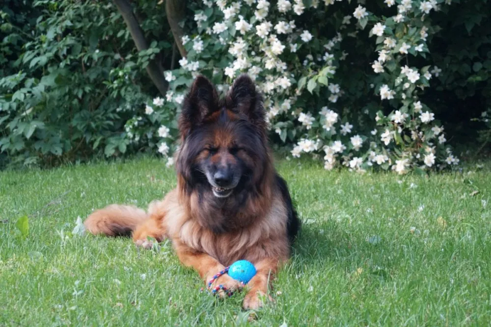 o meu cão ressona_2 pastor alemão a espirrar na relva