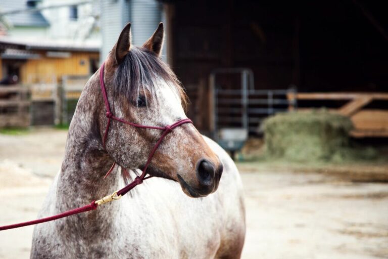 como comprar um cavalo_1 cavalo num estábulo aberto