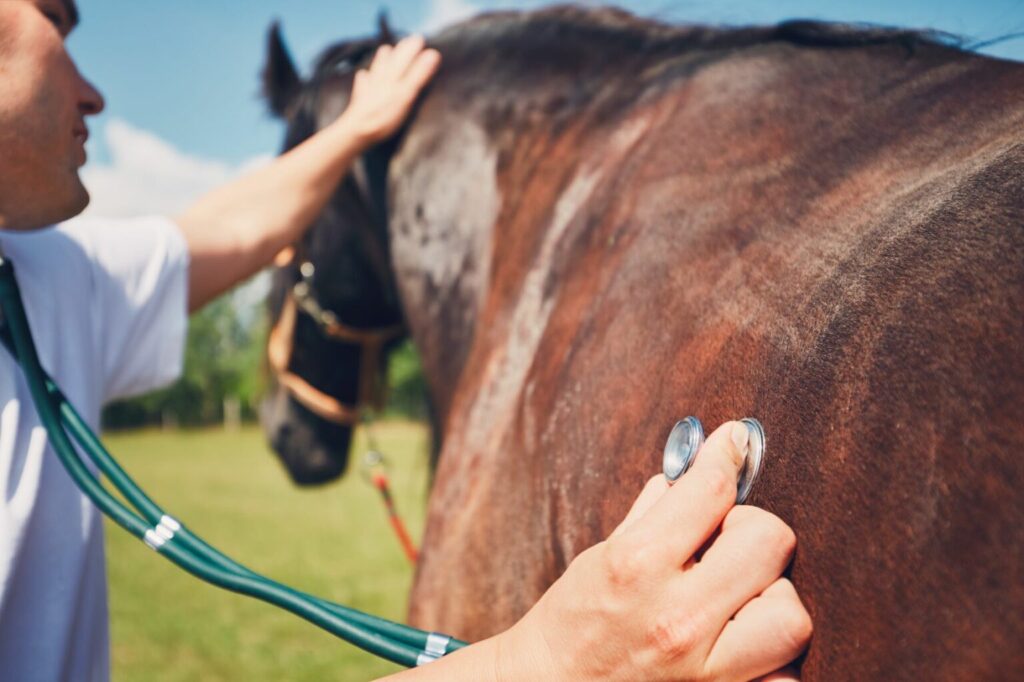 cavalo a ser auscultado por veterinário