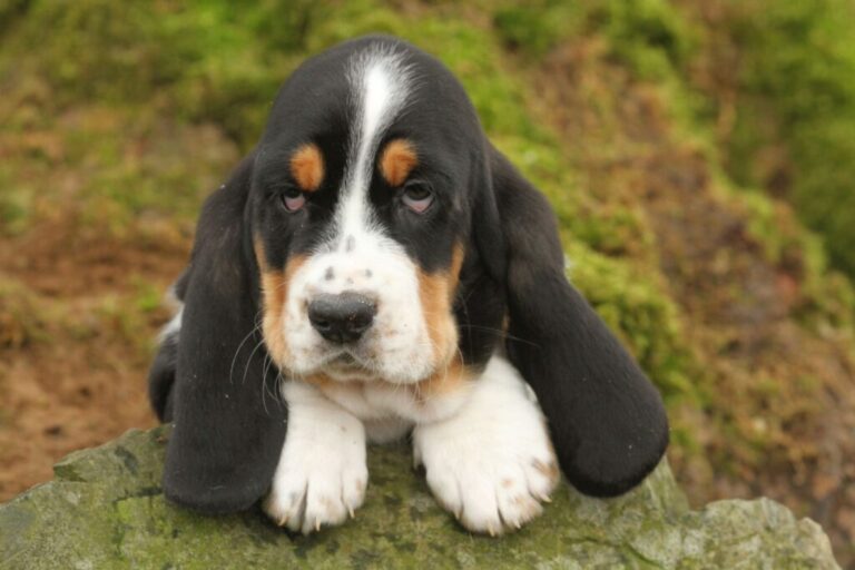 ectrópio em cães_1 cão basset hound com ectrópio