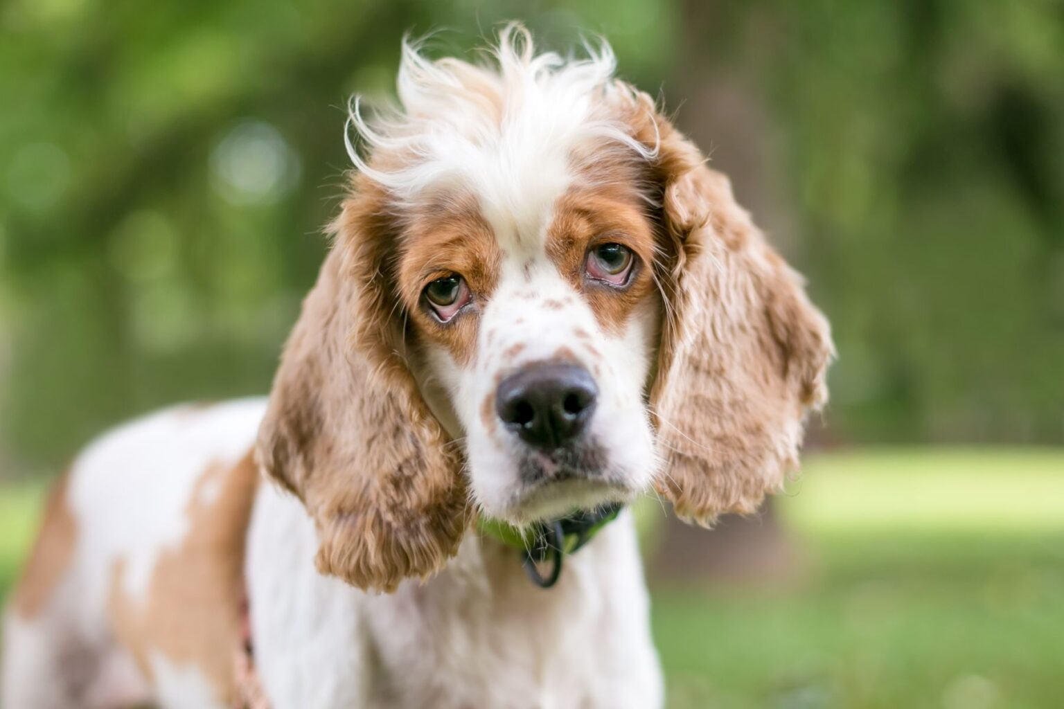 ectrópio em cães_2 cão cocker spaniel com ectrópio
