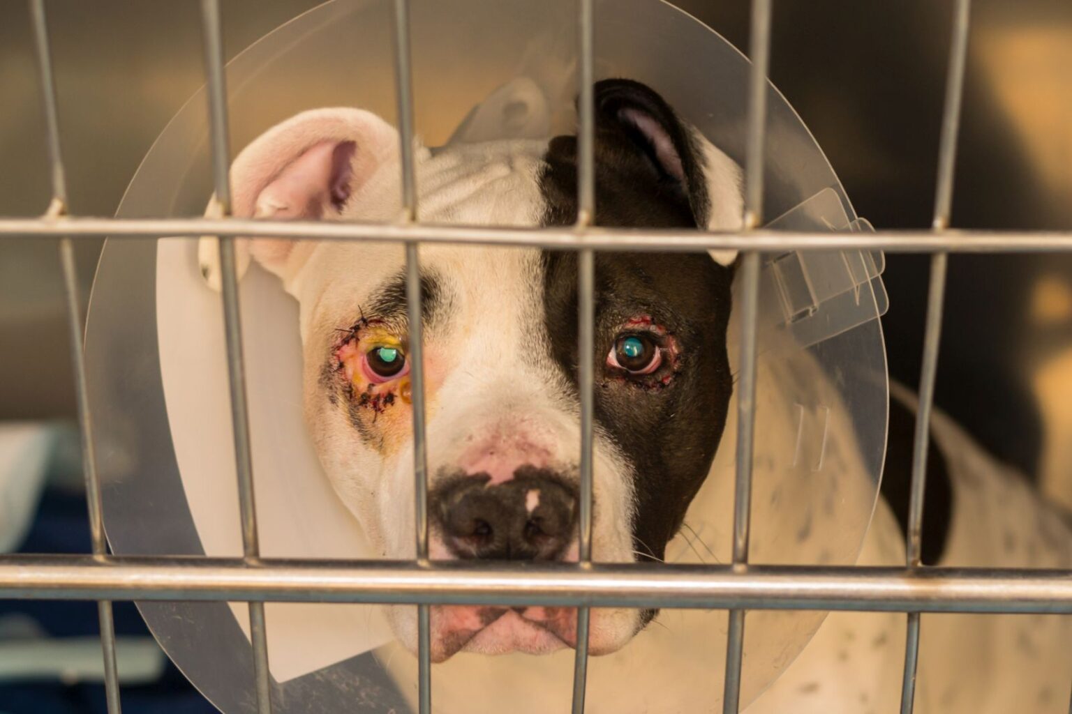 ectrópio em cães_3 cão depois de operação ao ectrópio