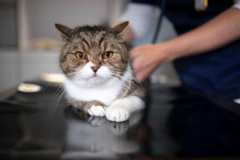 hérnia discal em gatos_1 gato a ser examinado por veterinário
