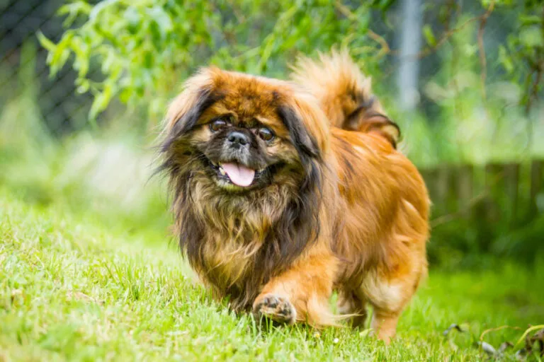 cão pequinês com a língua de fora, no jardim