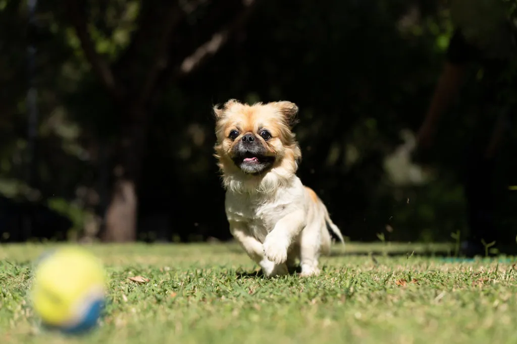 pequinês a correr na relva com bola à frente