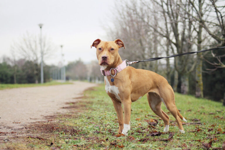 pit bull terrier americano castanho-claro com trela no parque