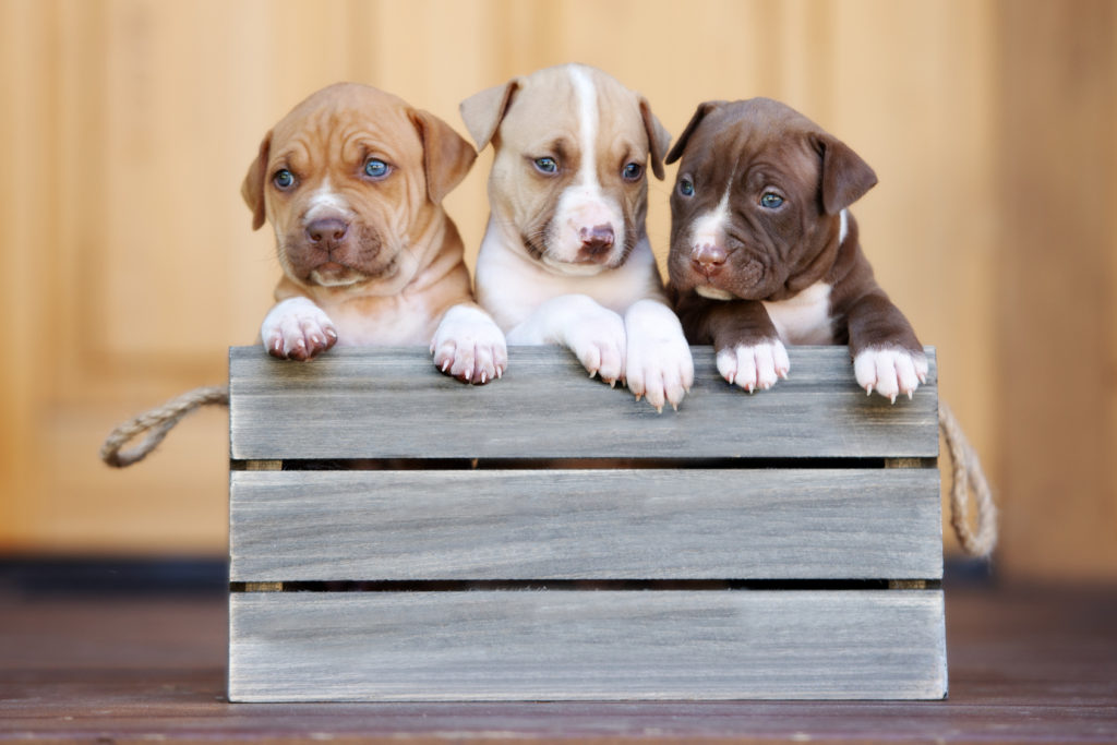 três cachorros pit bull terrier americano dentro de uma caixa