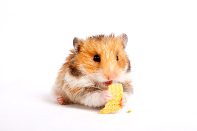 hamster a segurar comida com as patas, em fundo branco