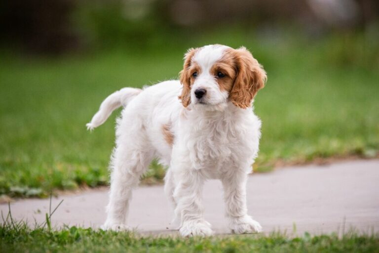 cavachon_1 um cavachon no jardim