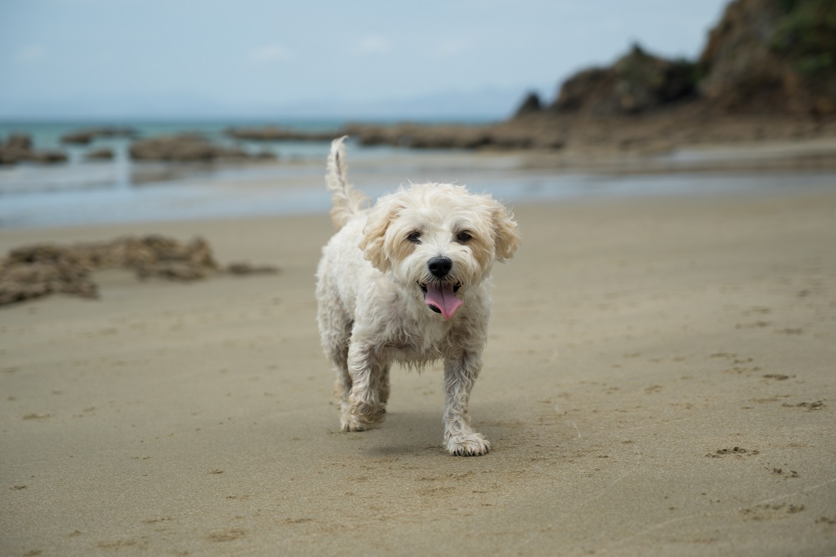 cavachon_2