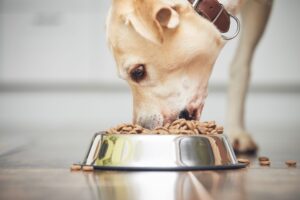 insuficiência pancreática em cães_1 close up do focinho de um cão a comer