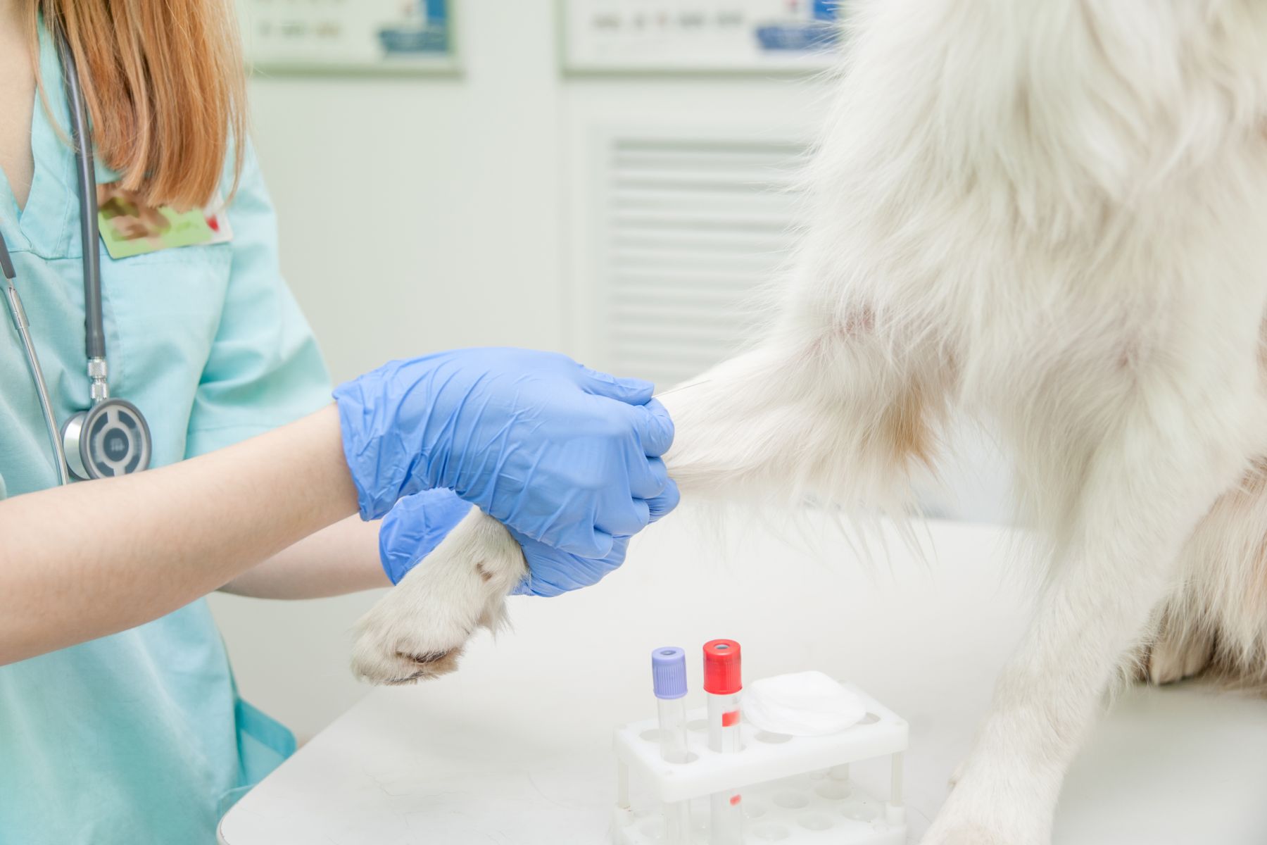 insuficiência pacreática em cães_3 veterinário a tirar sangue a cão branco