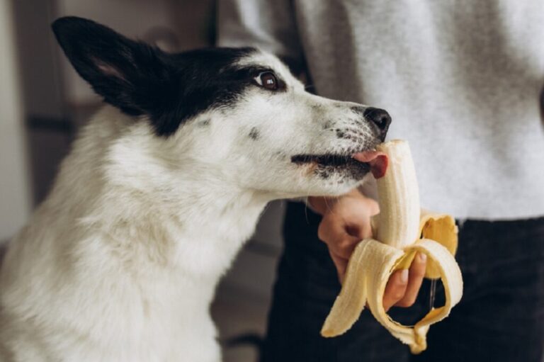 os cães podem comer banana_1 cão branco e preto a comer banana da mão do dono