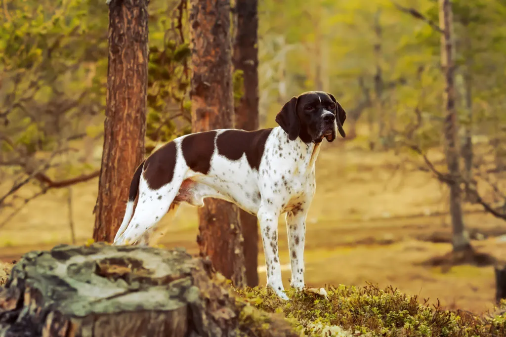 pointer_3 pointer branco com manchas pretas no campo