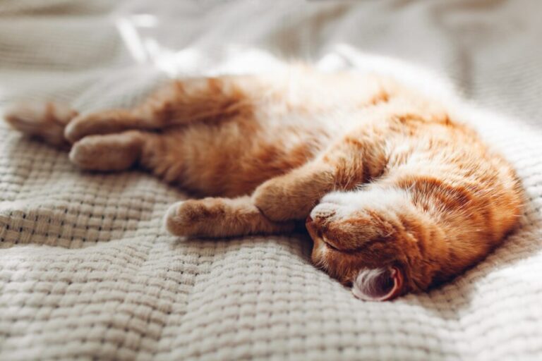 posições dos gatos para dormir_1 gato a dormir de costas numa manta